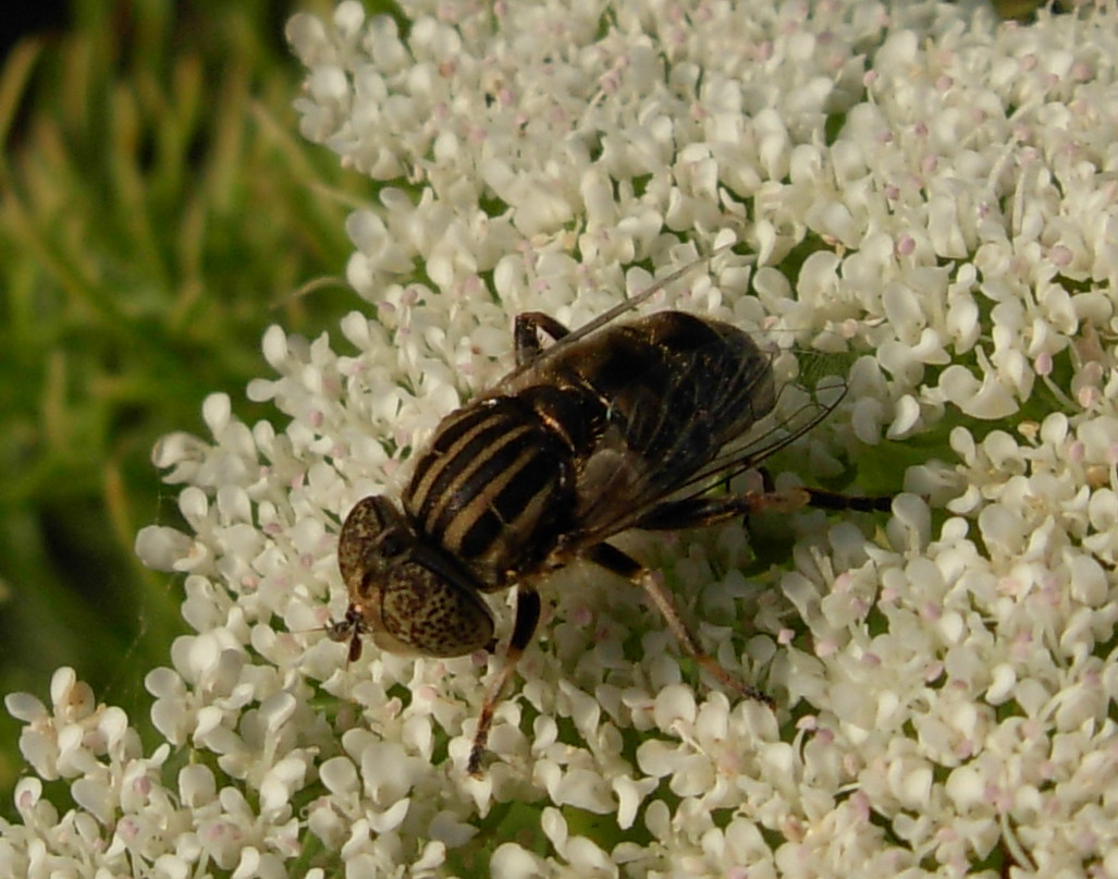 Eristalinus sp. occhi marmorei