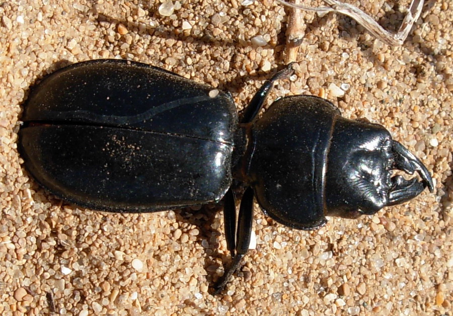 Percus corrugatus (Carabidae)