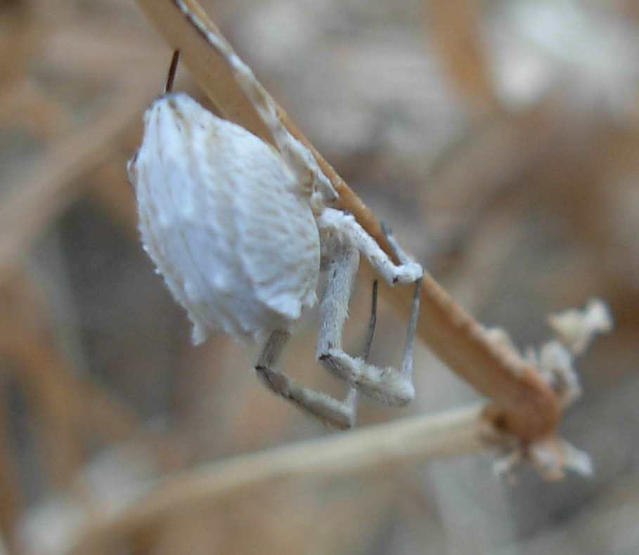 Uloborus sp.