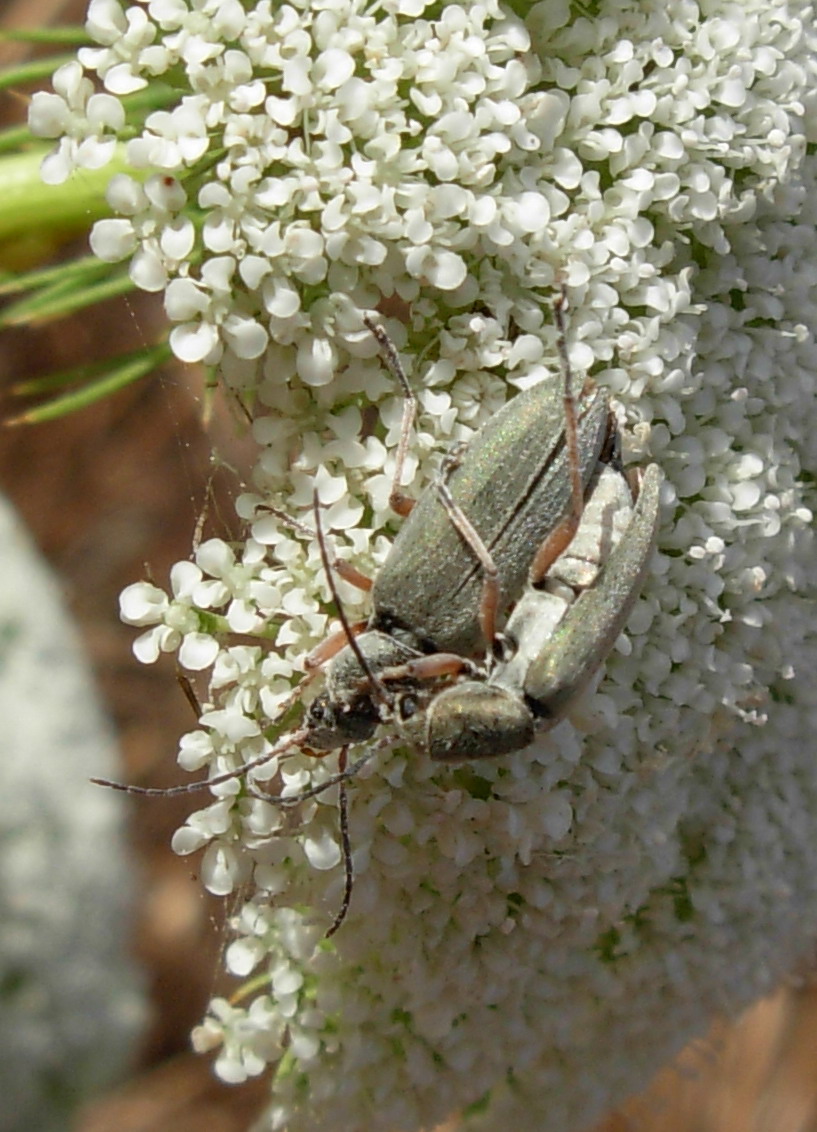 Coppia di Probosca viridana (Oedemeridae)