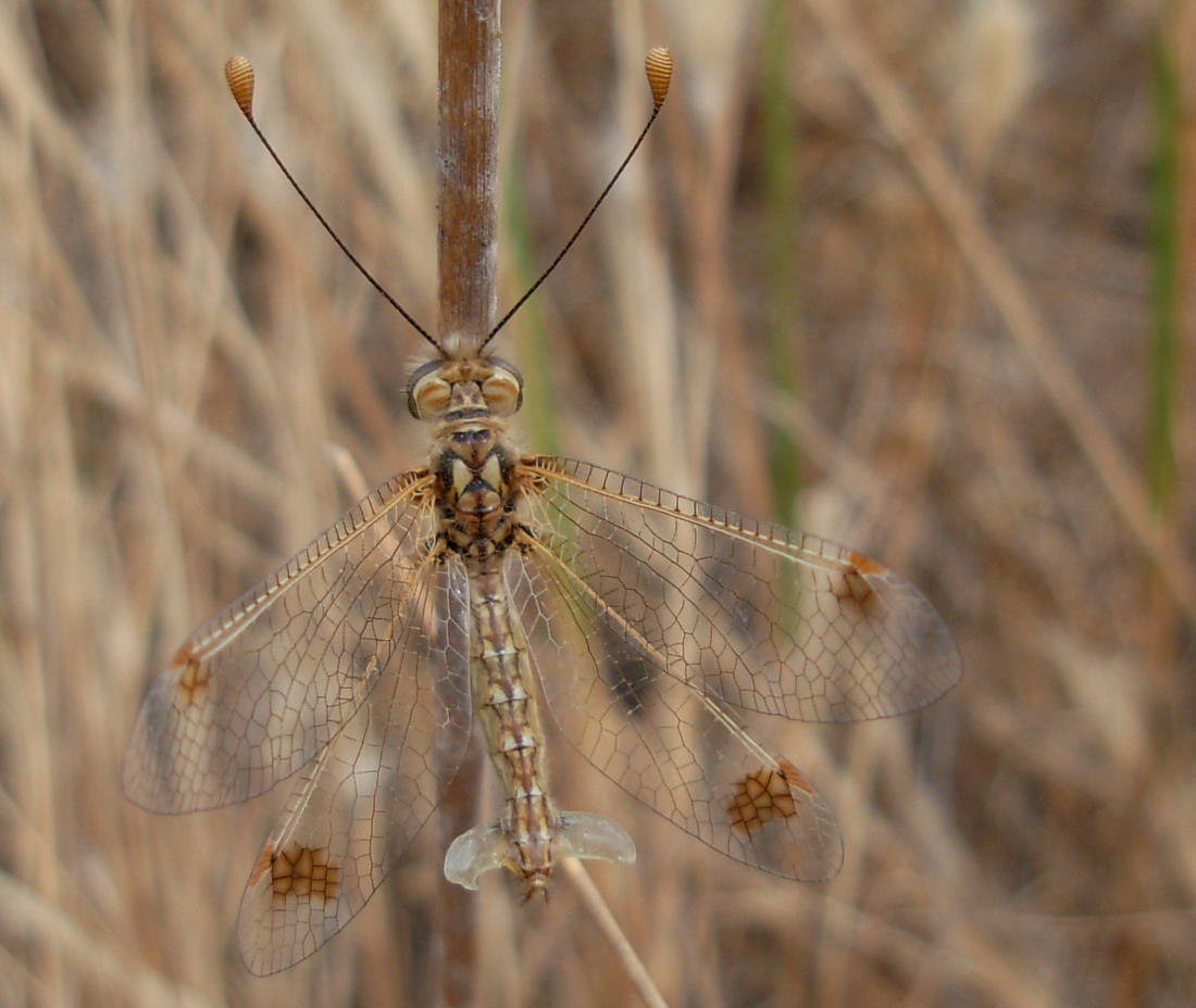 Ascalaphidae: Deleproctophylla australis