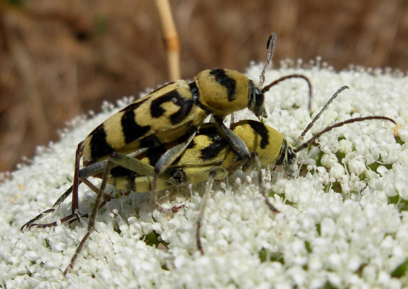 Coppia di Chlorophorus varius