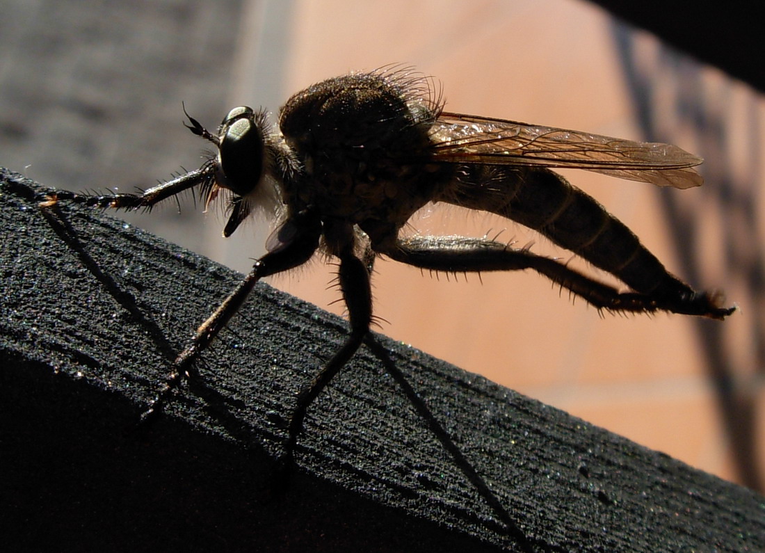 Asilidae gigante