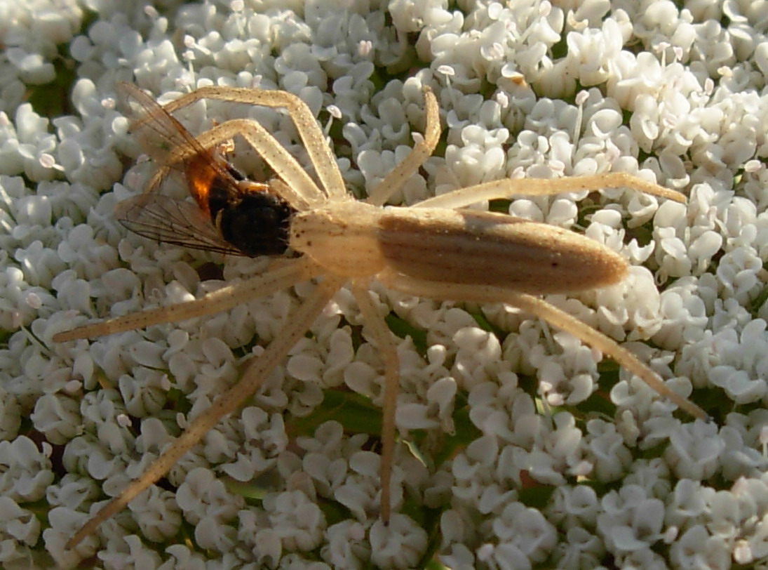 Tibellus sp.