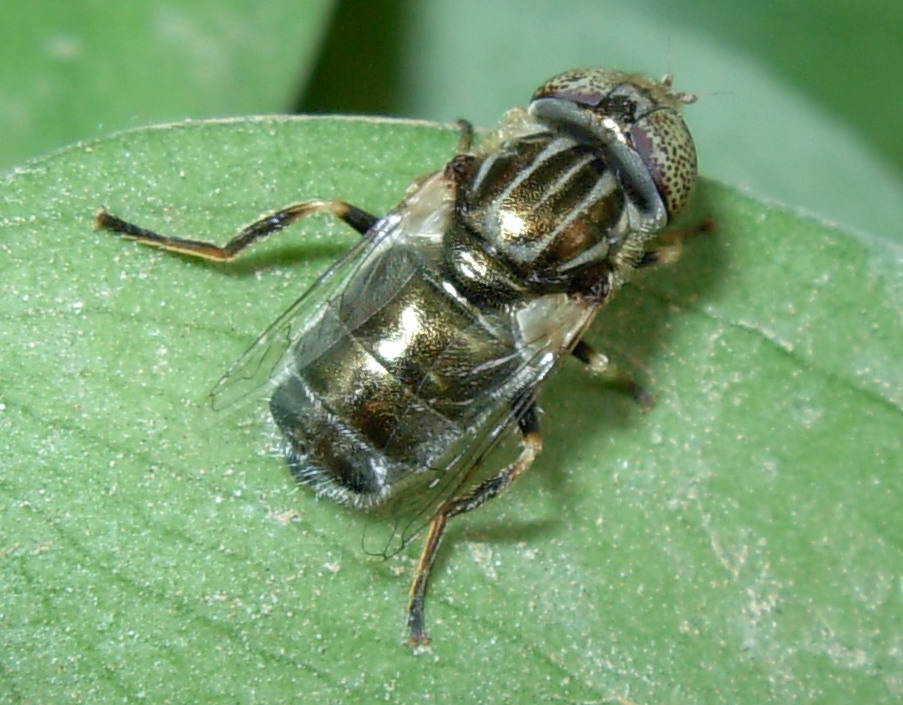 Eristalinus sp. occhi marmorei