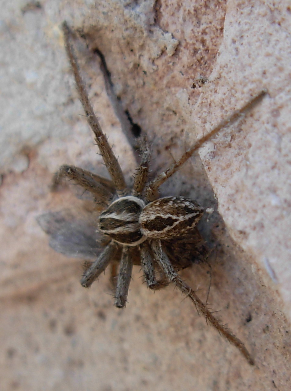 Philodromidae