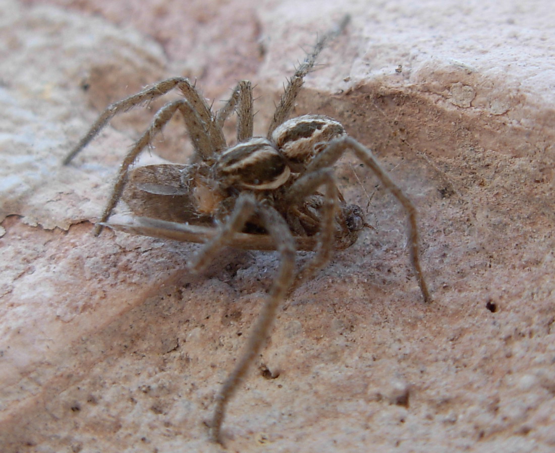 Philodromidae
