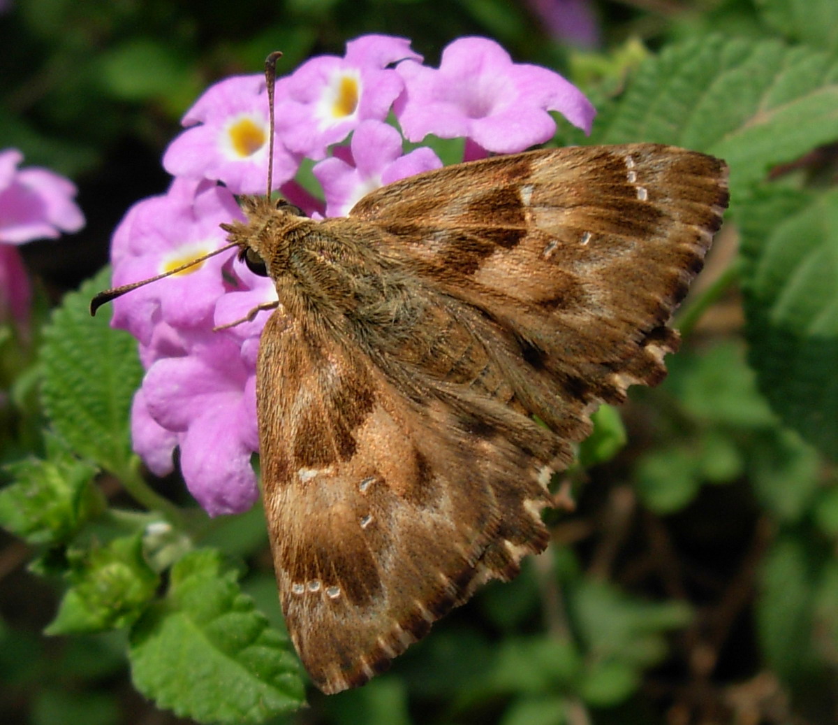 Carcharodus alceae