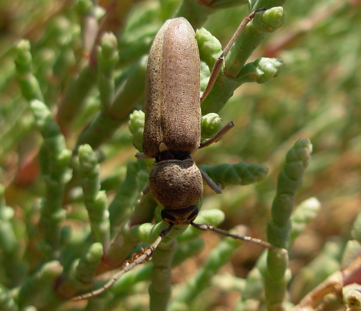 Hesperophanes sericeus (Cerambycidae)