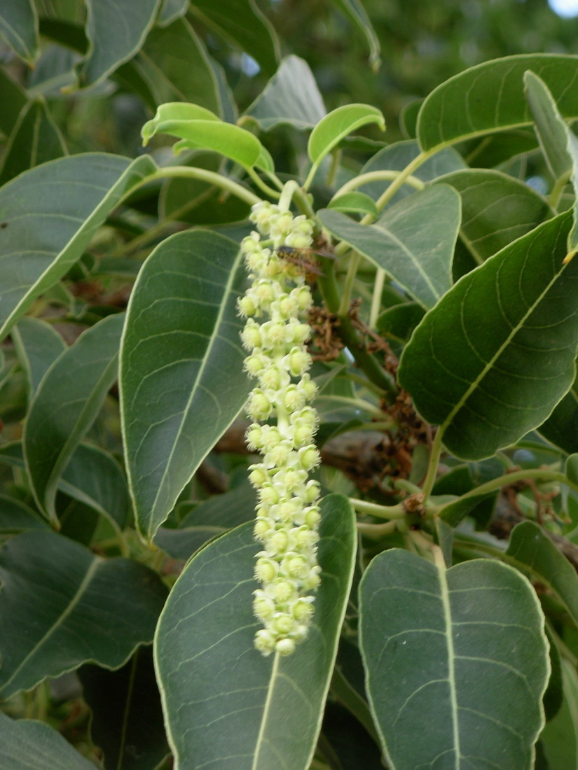Phytolacca dioica?