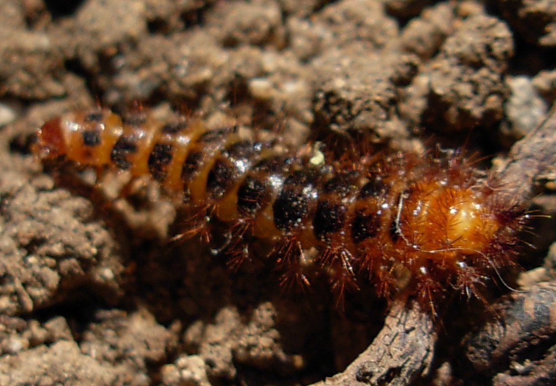 Larva di Drilus flavescens