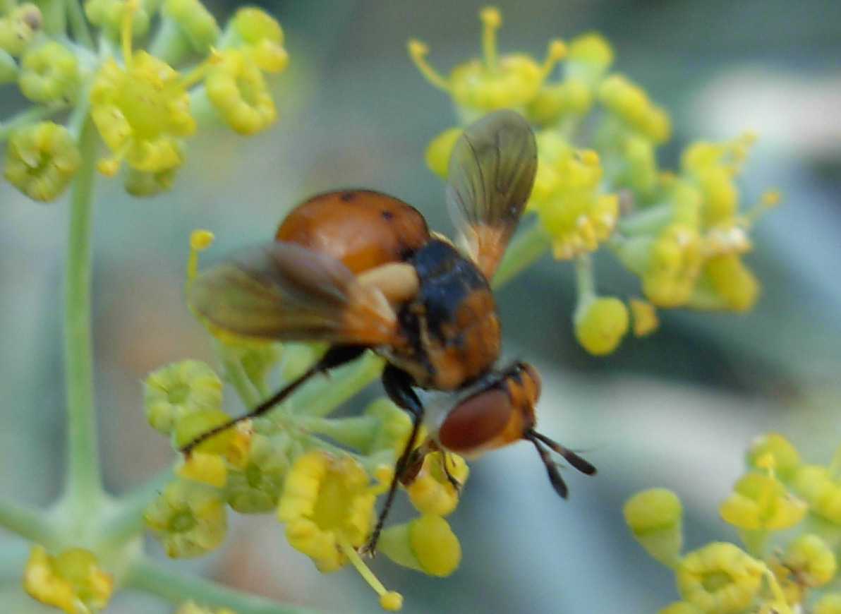 Gymnosoma sp.