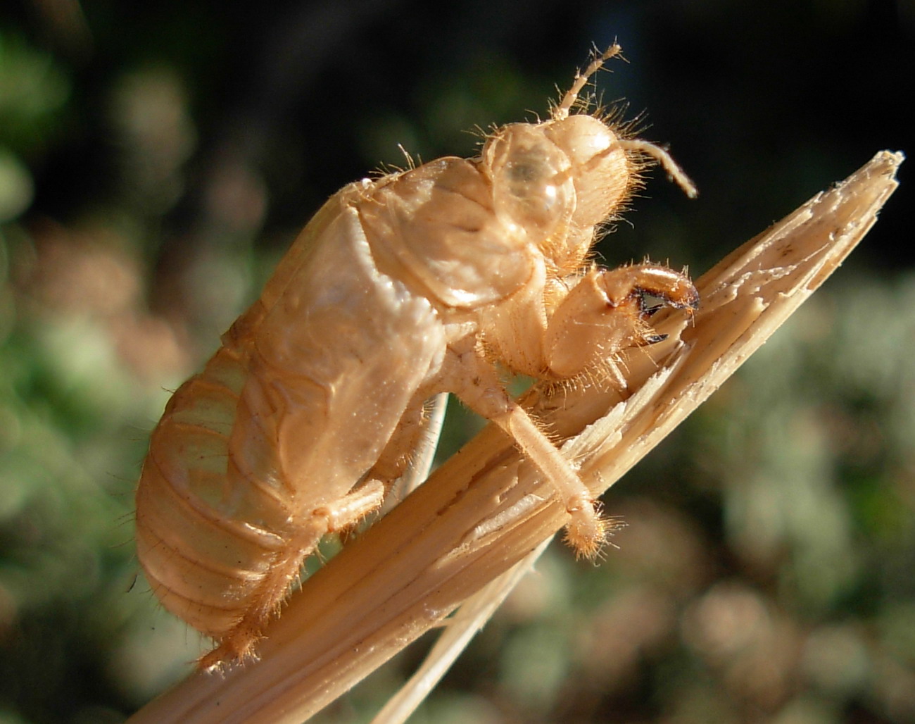 Esuvia di cicala