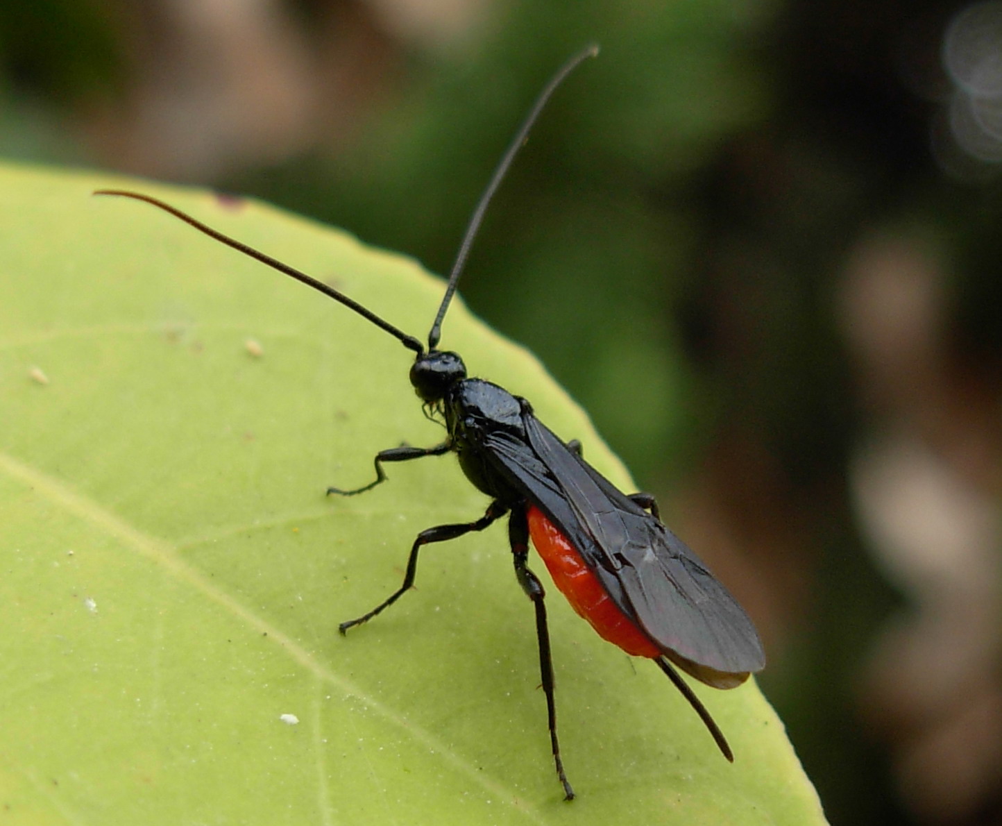 Braconidae: vespa rossonera (Toxoneuron nigriceps?)