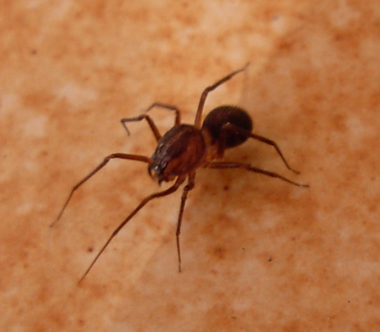 Scytodes velutina