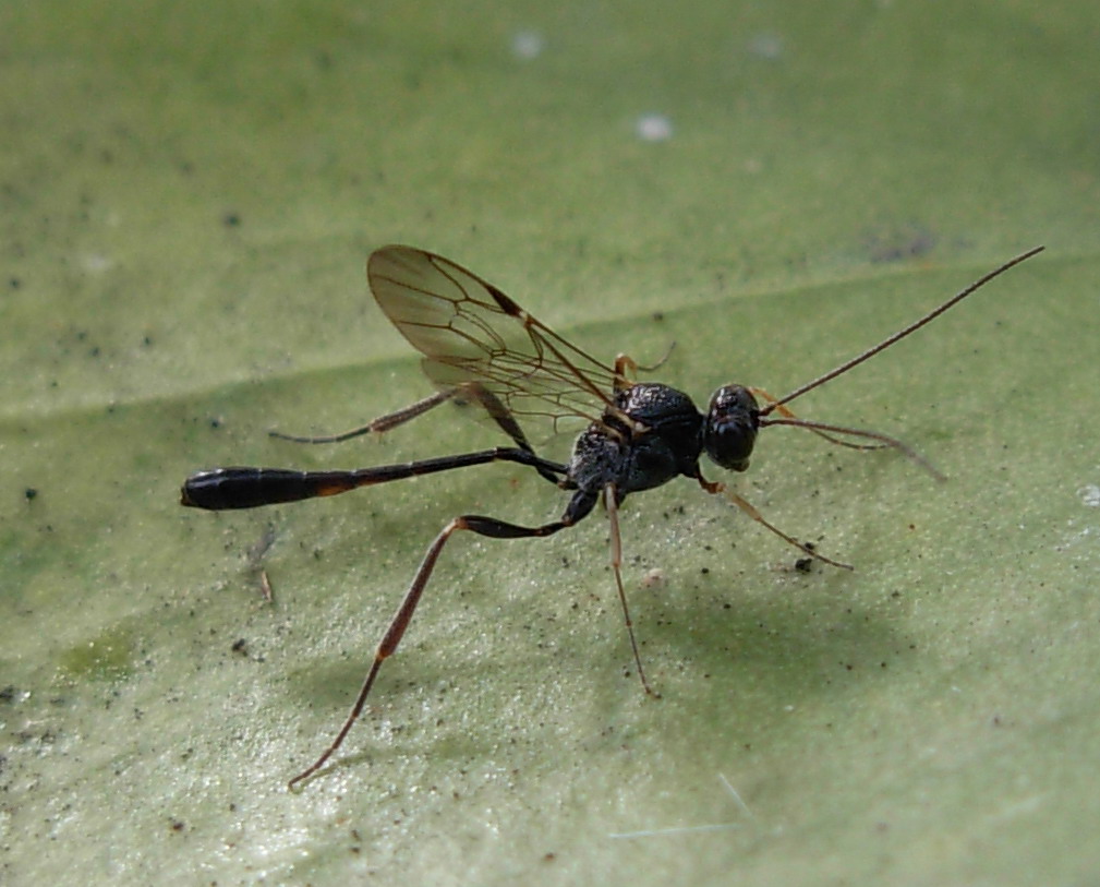 Gasteruptiidae