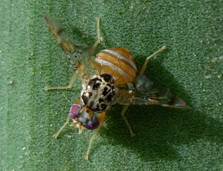 Ceratitis capitata (male) - Tephritidae