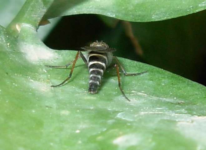 Thereva sp. dittero zebrato