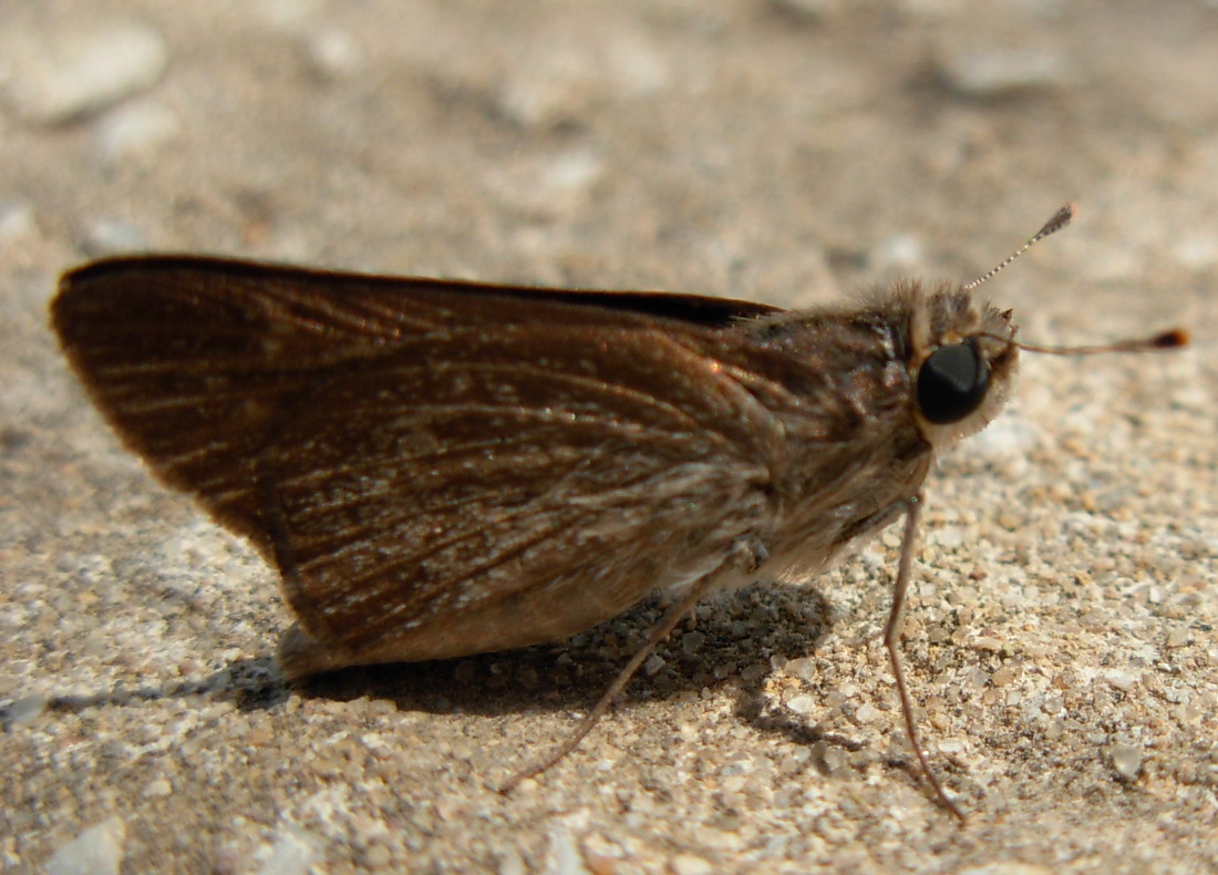 Carcharodus alceae