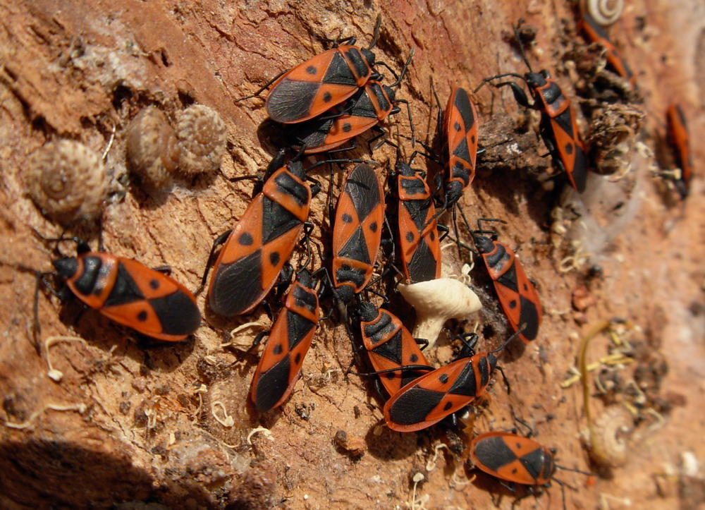 Scantius aegyptius