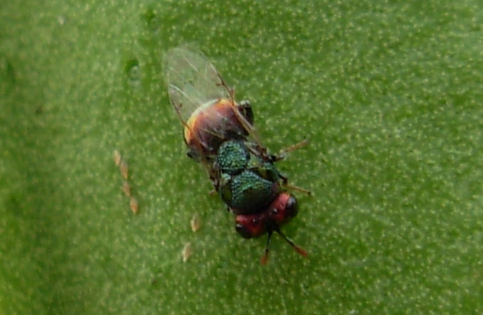 Splendido gioiellino (Perilampidae)