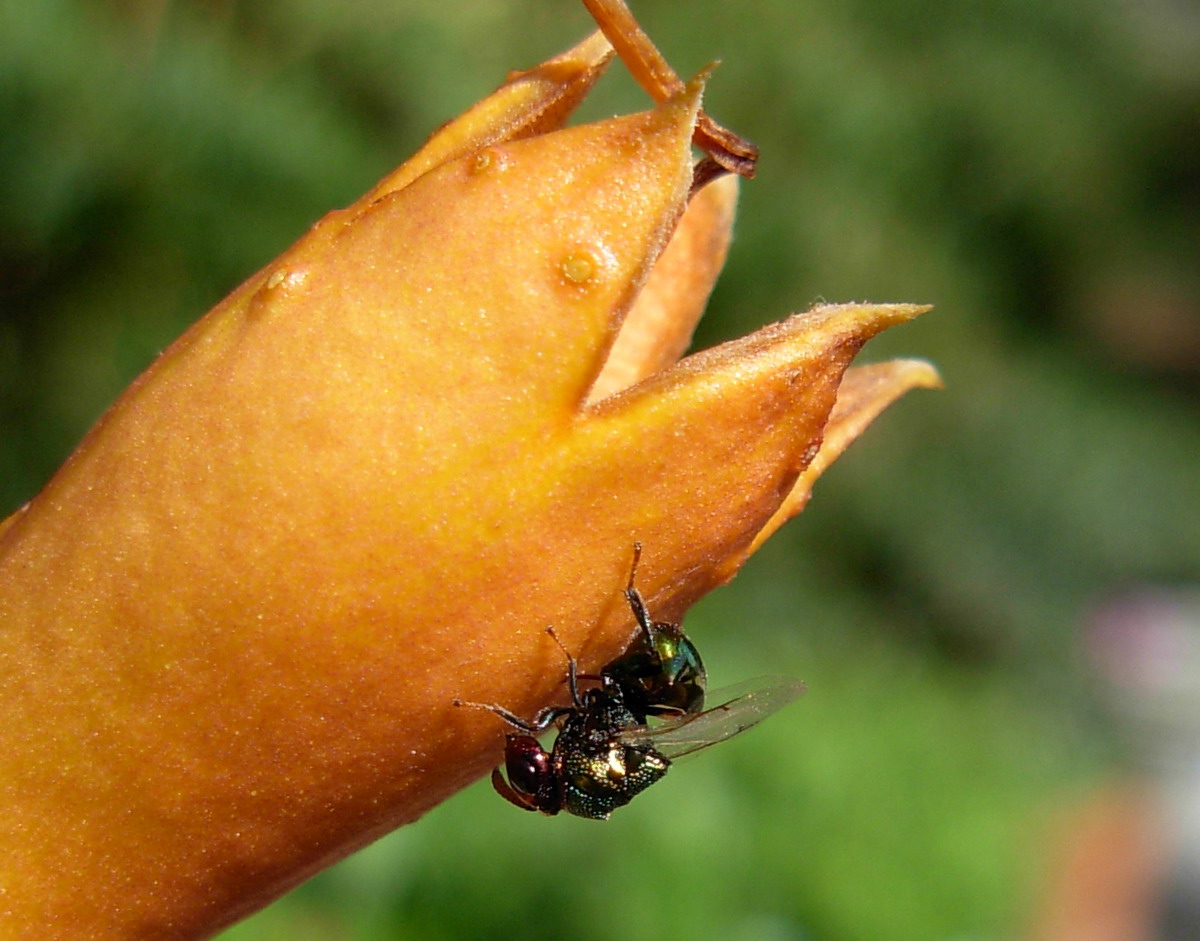 Splendido gioiellino (Perilampidae)