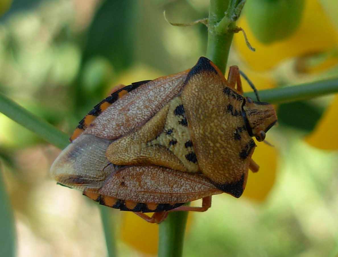 Carpocoris mediterraneus