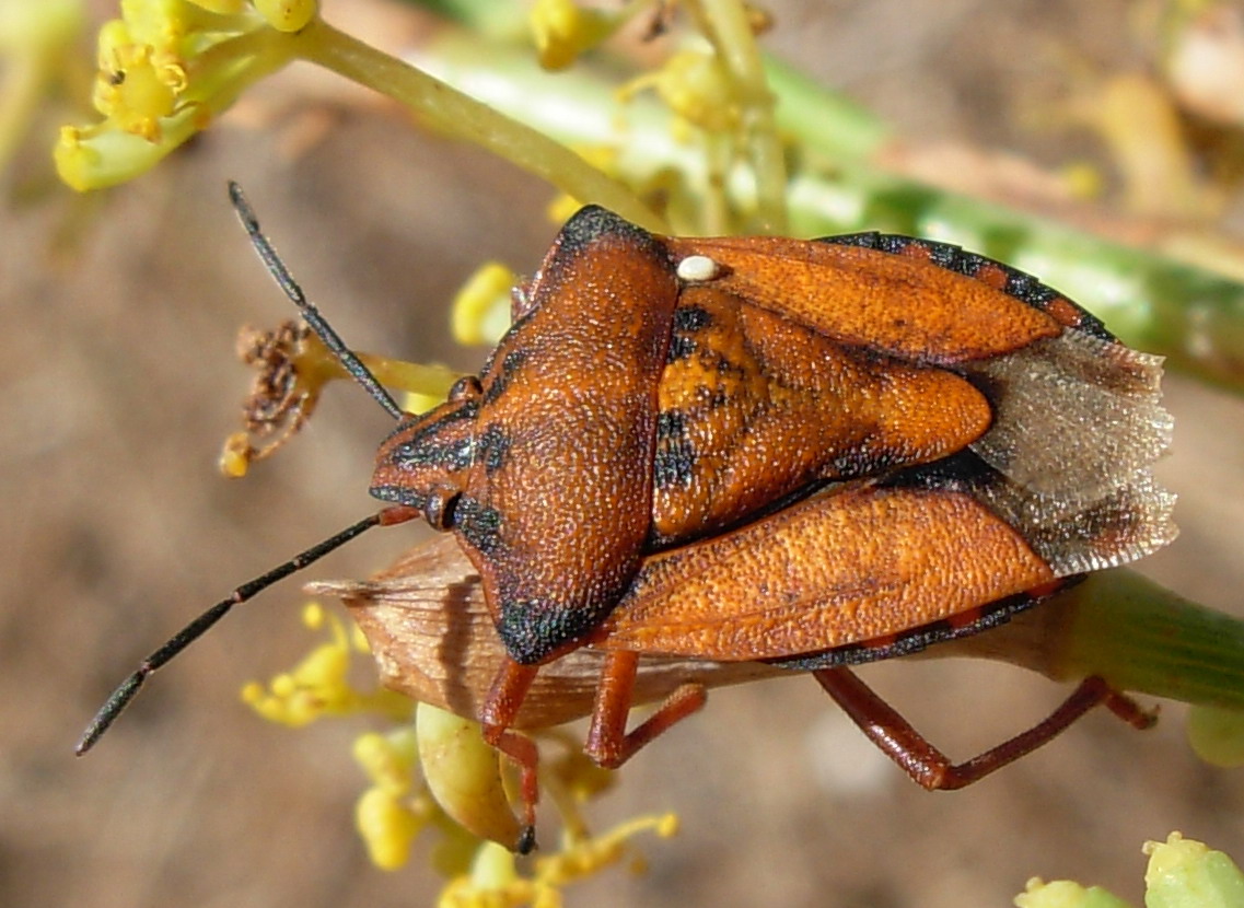 Carpocoris mediterraneus
