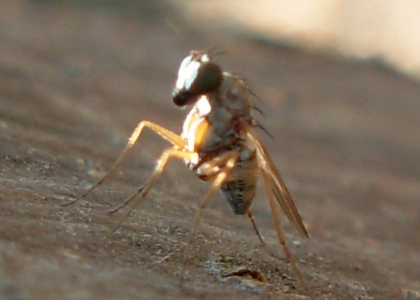 Medetera sp.