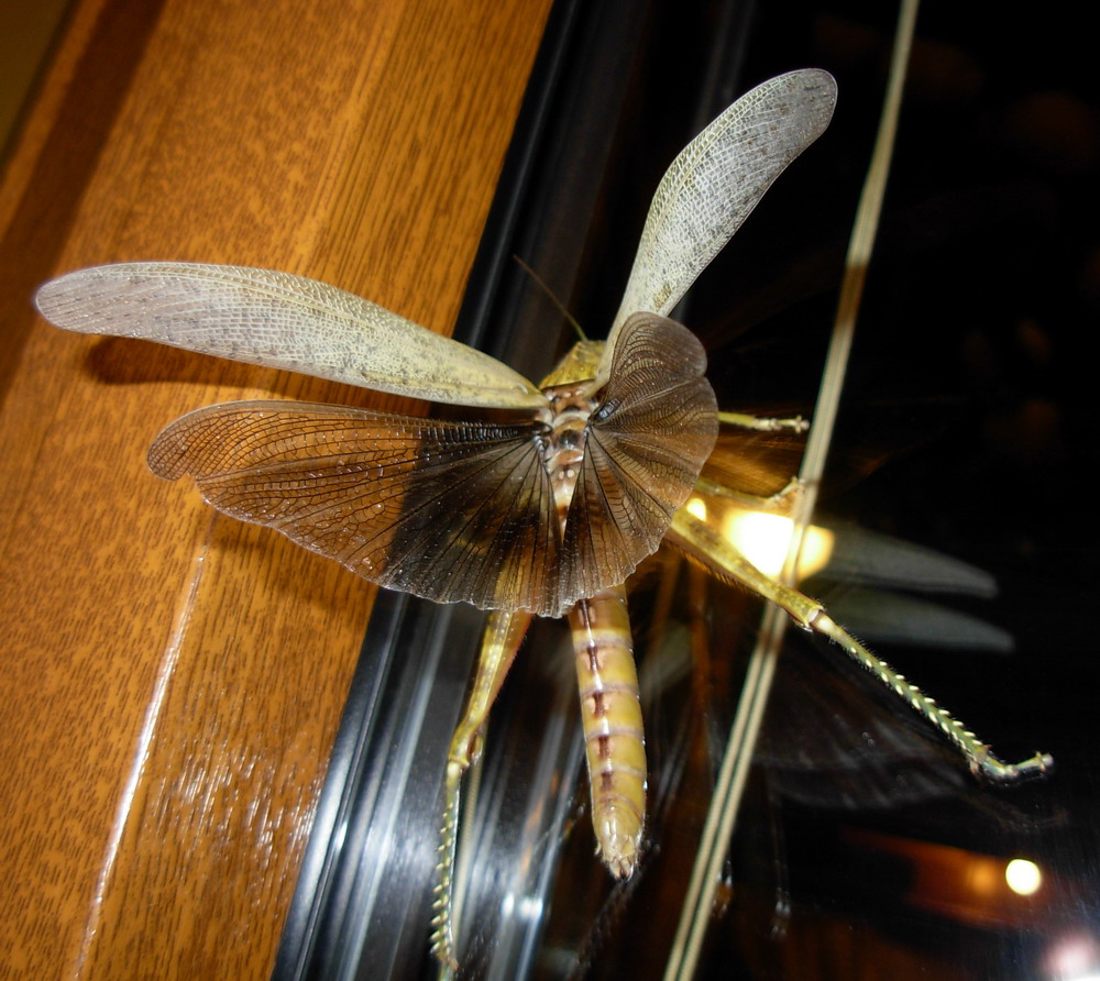 Anacridium aegyptium in volo