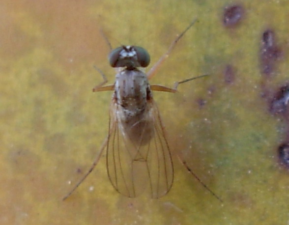 Medetera sp.