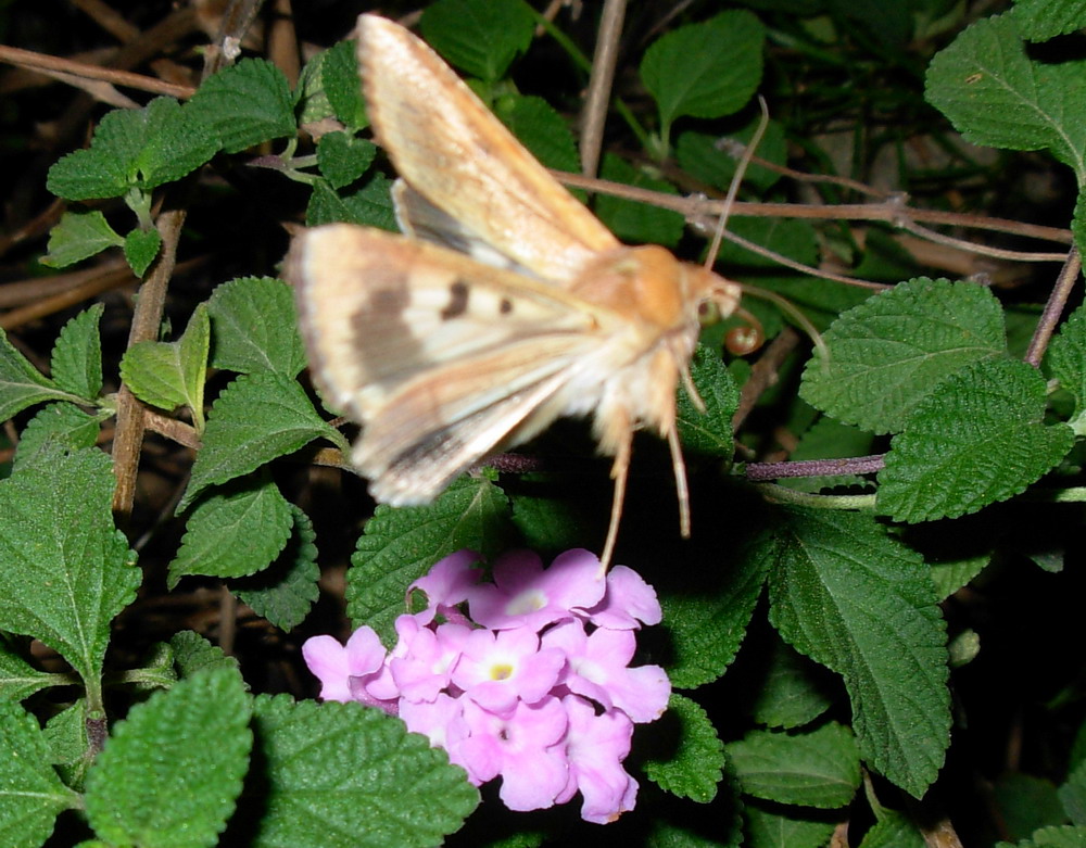 Falena veloce