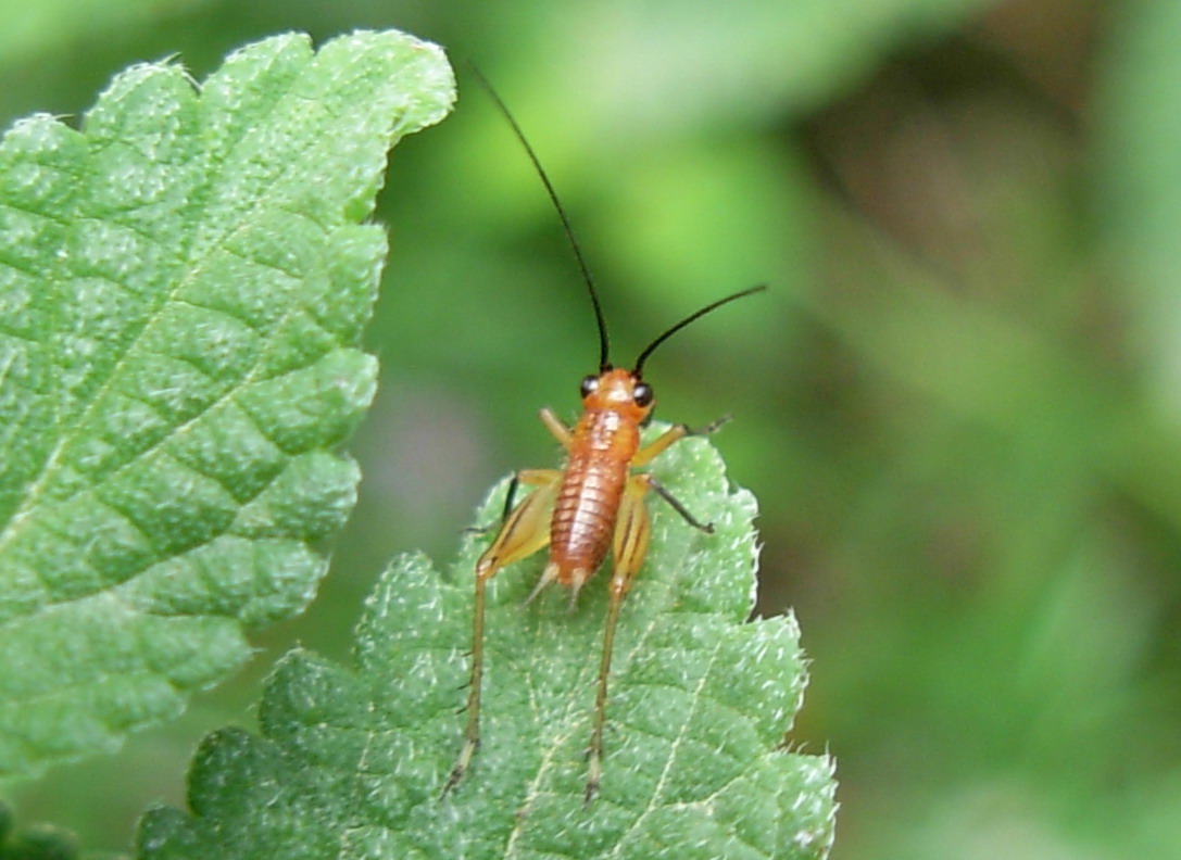 Phaneroptera nana (neanide e ninfa)