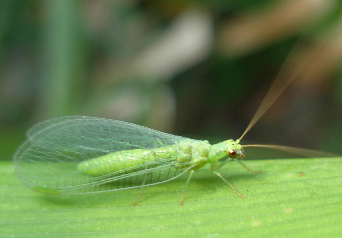 Chrysopidae: Dichochrysa prasina