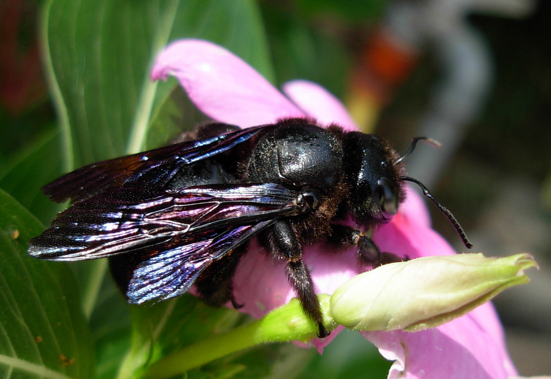 Xilocopa violacea .... un classico