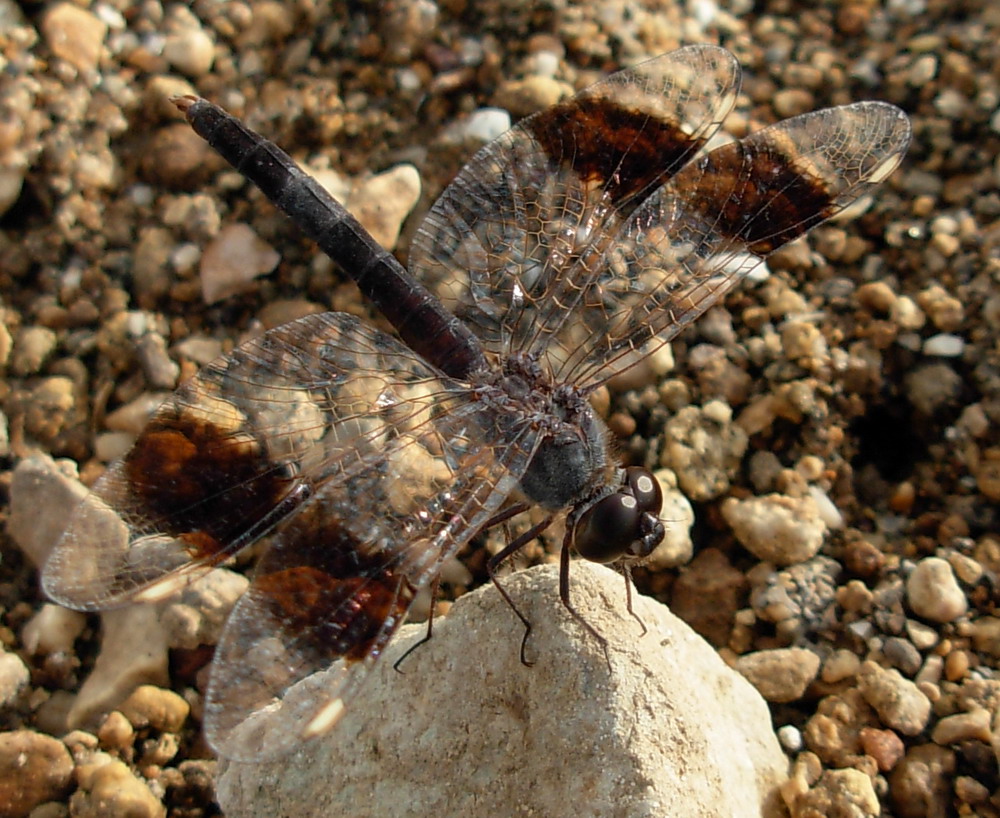 Brachythemis leucosticta