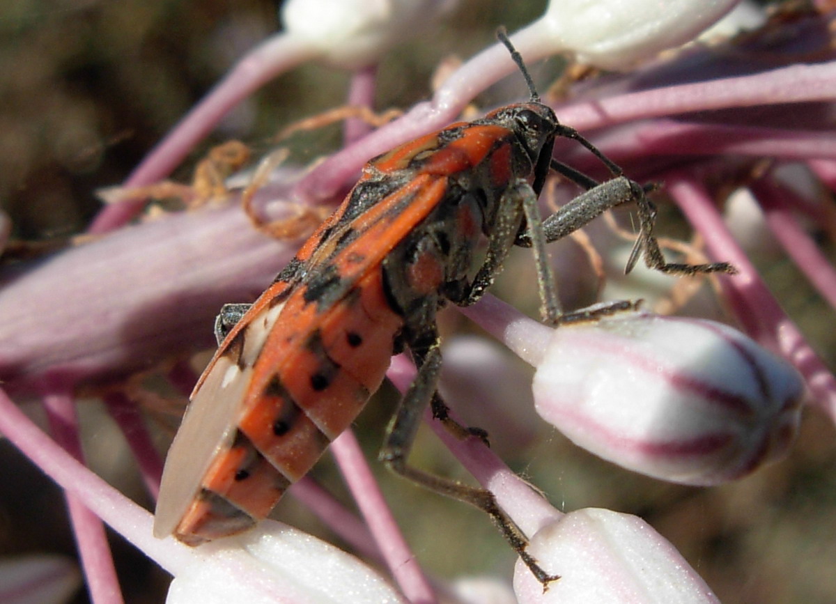 Spilostethus pandurus
