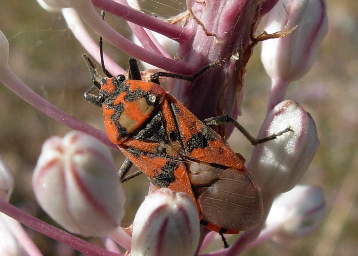 Spilostethus pandurus