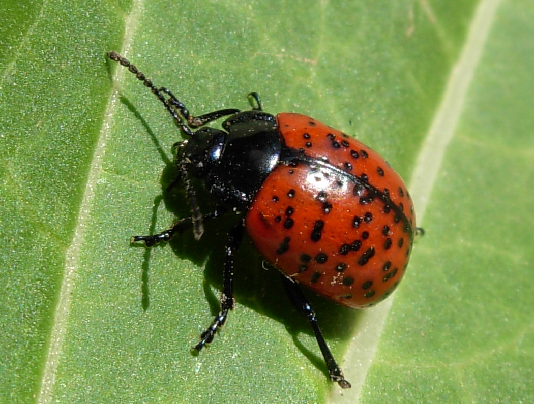 Chrysolina variolosa (Chrysomelidae)