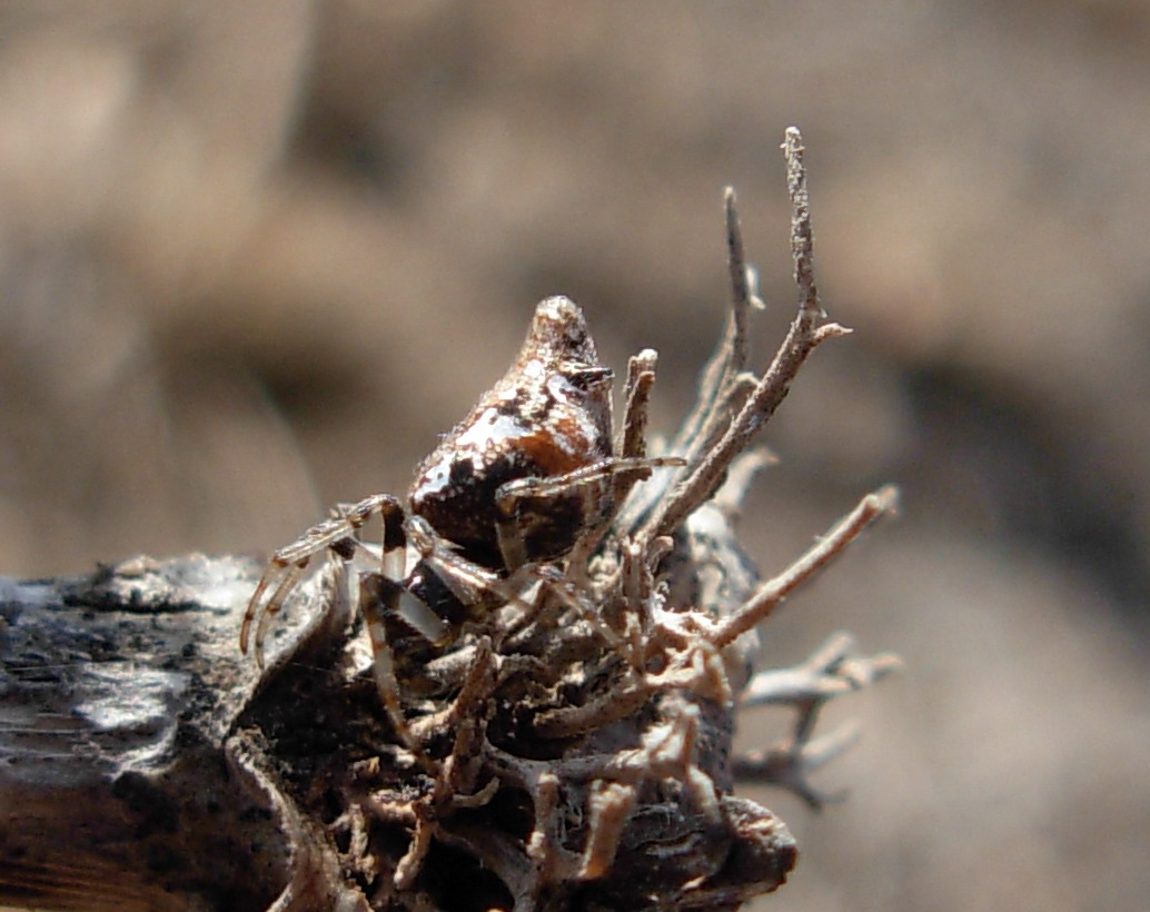 Cyclosa sp.