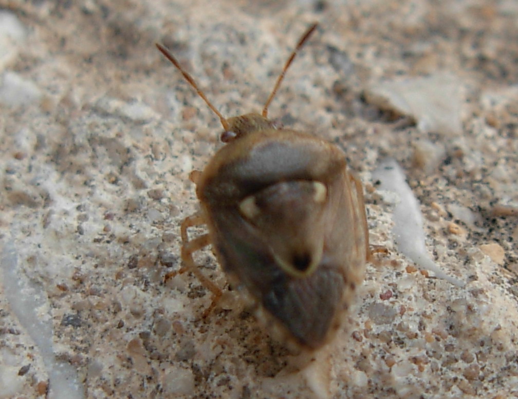 Eysarcoris e Stagonomus due generi a confronto