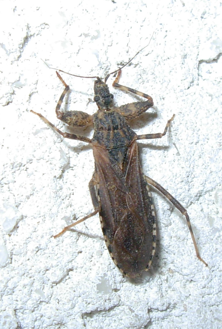 Oncocephalus (Reduviidae)