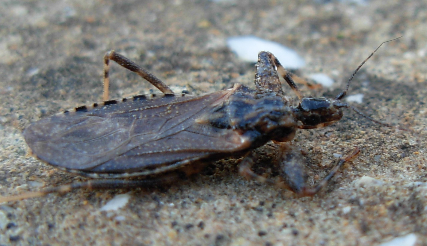 Oncocephalus (Reduviidae)