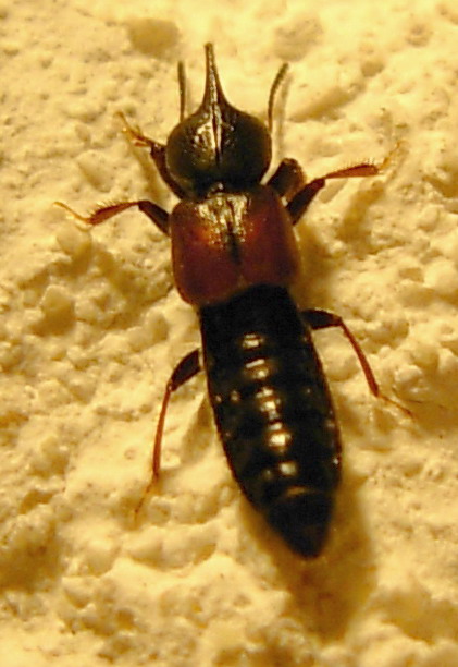 Bledius sp.