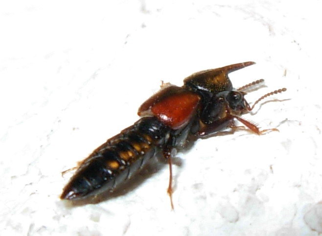 Bledius sp.