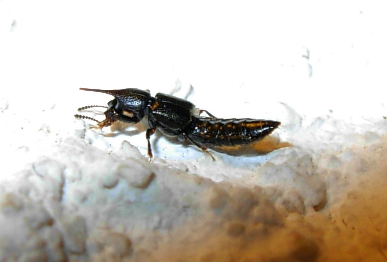 Bledius sp.