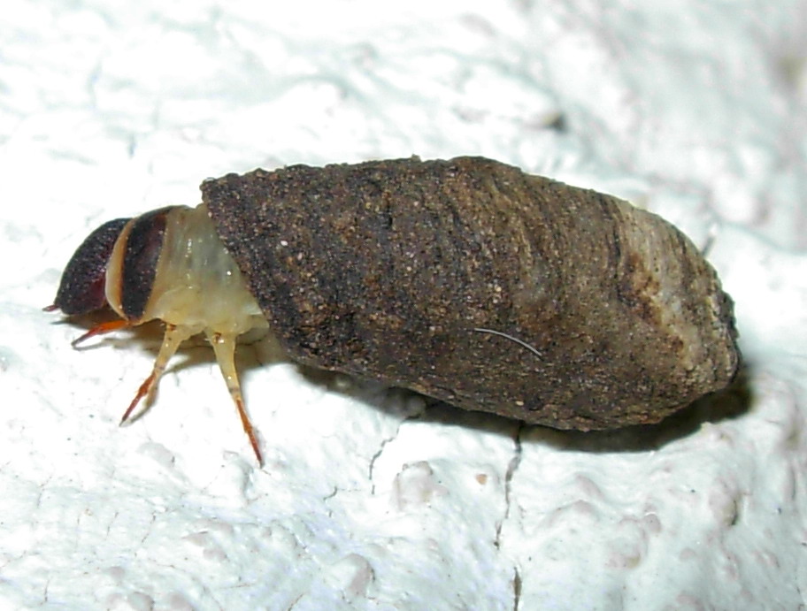 Casa semovente:larva di Chrysomelidae