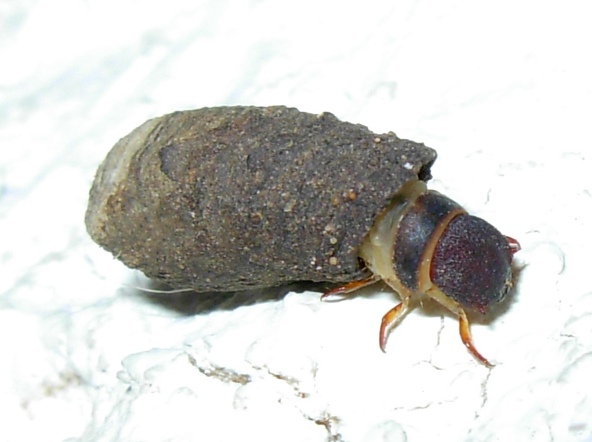 Casa semovente:larva di Chrysomelidae