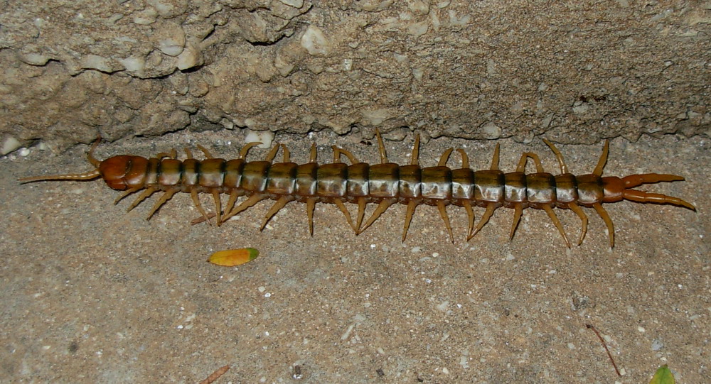 Scolopendra cingulata? No. Scolopendra oraniensis