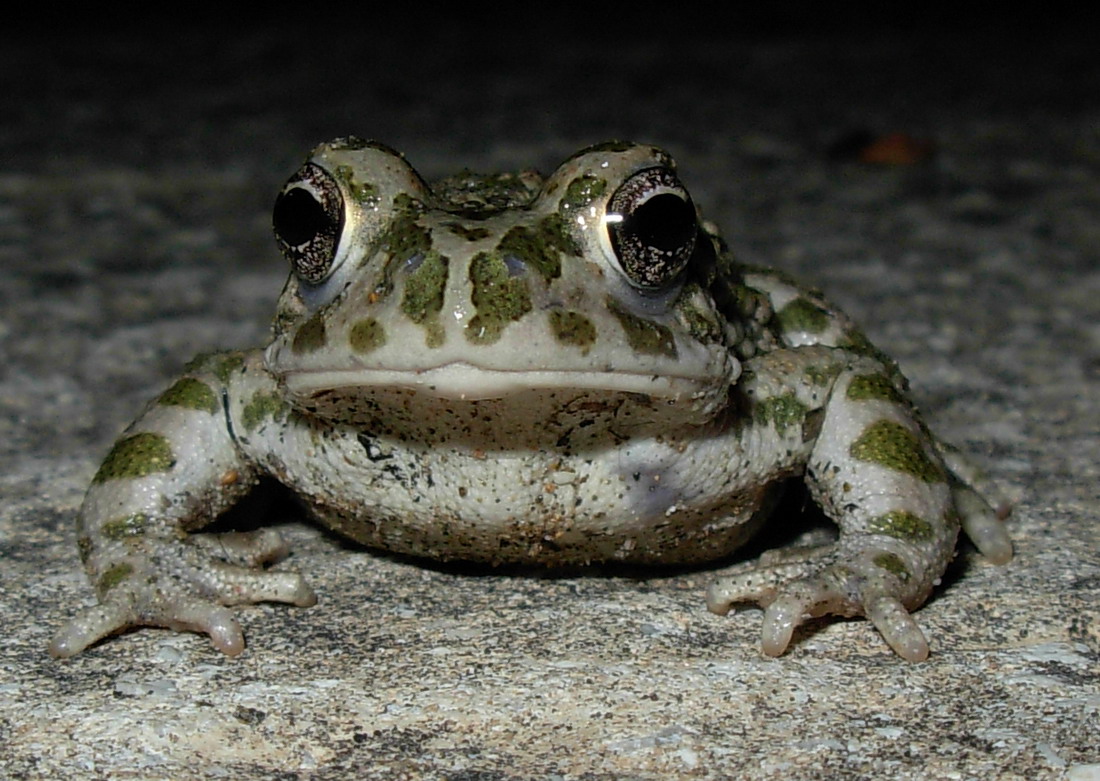 Bufo viridis? Bufotes siculus